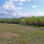 Sugar Cane Fields, Condong