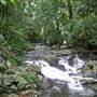 Terania Creek picnic area & Protesters Falls walking track