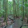 Terania Creek picnic area & Protesters Falls walking track