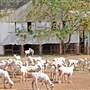 Sheep Station