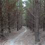 Sunny Corner State Forest
