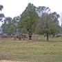 Taronga Western Plains Zoo - Dubbo