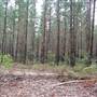 Penrose State Forest - Southern Highlands