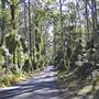 Pebbly Beach Road - Murramarang National Park
