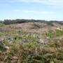Penrose State Forest - Southern Highlands
