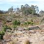 Penrose State Forest - Southern Highlands