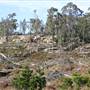 Penrose State Forest - Southern Highlands