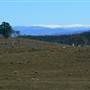 Snowy Mountains - Semi-Dry Steppes