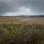 Snowy Mountains - Semi-Dry Steppes