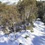 Thredbo