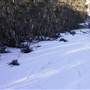Thredbo