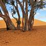 Perry Sandhills