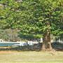 Currawong Beach Cottages & Basin Campground -  Ku-ring-gai Chase National Park