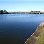 Taree
