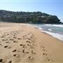 Whale Beach