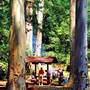 Watagans National Park