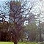 Hyde Park and Archibald Fountain - Sydney CBD