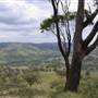 Road from Coolah Tops to Coolah