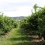 Watkins Orchard (Mandarin & Cumquat)