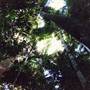 Way Way State Forest