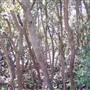 Jannali Reserve Wetlands