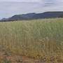 Baradine to Coonabarabran road