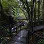 Minnamurra Rainforest Walk
