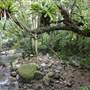 Minnamurra Rainforest Walk