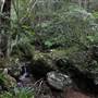 Minnamurra Rainforest Walk