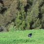 Lake Illawarra North-Budjong Creek Wetland