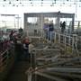 Central West Livestock Exchange