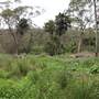 Narrabeen