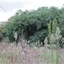 Brownlow Hill - File 2