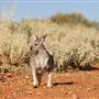 Broken Hill Sculptures Site and Living Desert