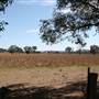 Gulgong