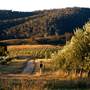 Hopeful Ranch Olive Farm File 1