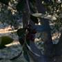 Hopeful Ranch Olive Farm File 1