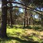 Centennial Park