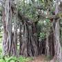 Maiden Theatre - Royal Botanic Garden Sydney