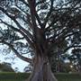 Mrs. Macquarie's Point - Royal Botanic Garden Sydney
