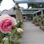 Rose Garden & Pavilion - Royal Botanic Garden Sydney