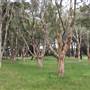 Centennial Park - Equestrian Grounds