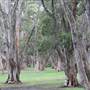 Centennial Park - Lachlan Reserve