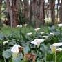 Centennial Park - Lachlan Swamp
