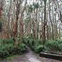 Centennial Park - Lachlan Swamp