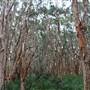 Centennial Park - Lachlan Swamp