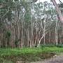 Centennial Park - Lachlan Swamp
