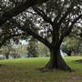 Centennial Park - Mount Steel
