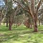 Centennial Park - Paperbark Grove