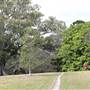 Centennial Park - Paperbark Grove